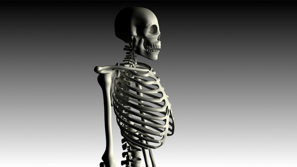 maya human skeleton - Skeleton (top) by philbert2286